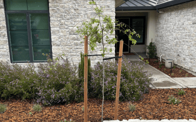 How to Know When Your Yard Needs a Redesign, Not Just a Cleanup