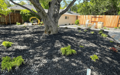Best Ways to Add Shade to Your Sacramento Yard